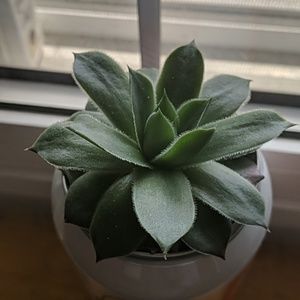 Meet your Posher, Your